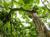 The Beginners Guide to Kratom