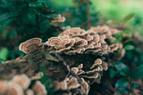Turkey Tail Mushrooms vs. Cancer and Other Diseases