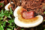 9 Studied Benefits of Reishi Mushrooms