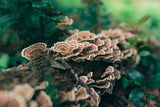 Turkey Tail Mushrooms vs. Cancer and Other Diseases